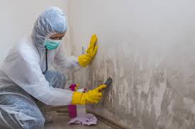 Professional Mold Removal & Remediation in Stone Ridge, VA